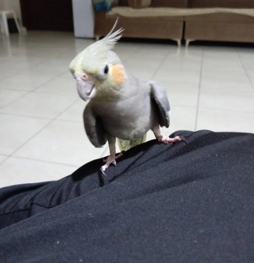 كروان أنثى اليف حمامه