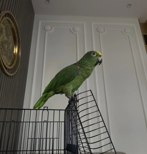 ببغاء امزوني