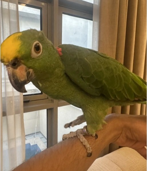 ببغاء امزوني