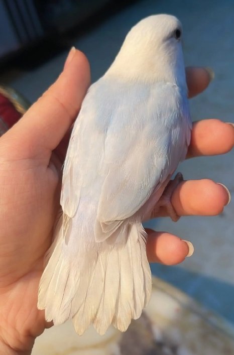 ببغاء الروز أليف لعوب مغرد حبوب