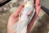 ببغاء الروز أليف لعوب مغرد حبوب