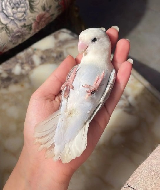 ببغاء الروز أليف لعوب مغرد حبوب