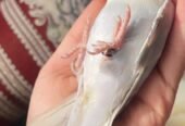 ببغاء الروز أليف لعوب مغرد حبوب