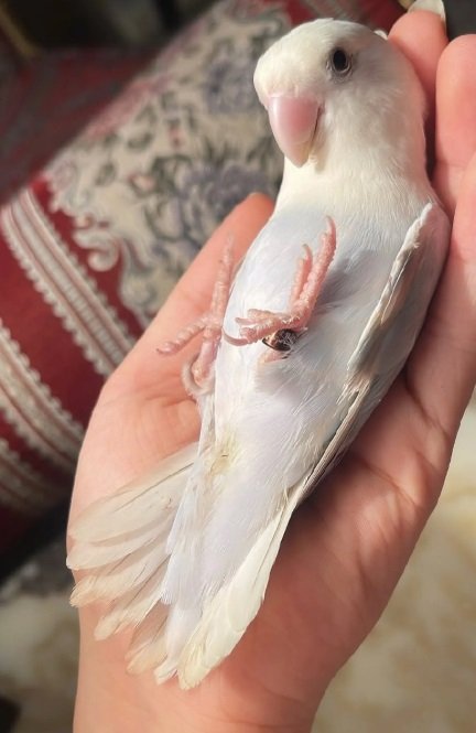 ببغاء الروز أليف لعوب مغرد حبوب