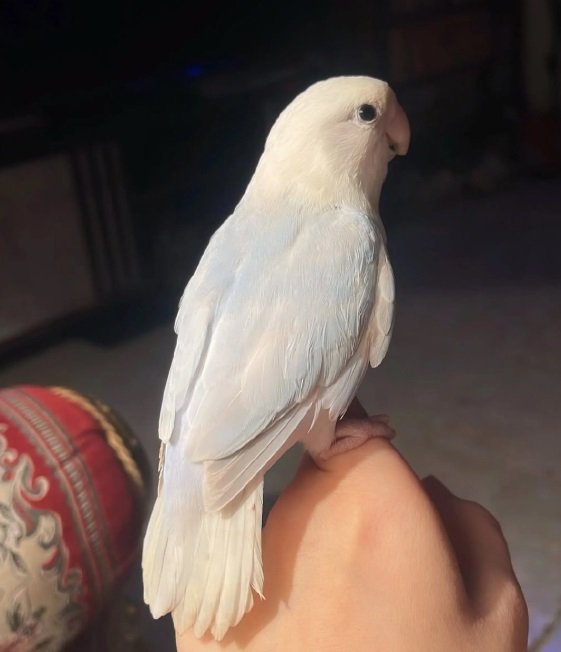 ببغاء الروز أليف لعوب مغرد حبوب