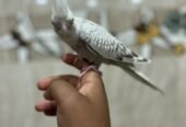 للبيع كروان هولندي أليف حيل فراشه