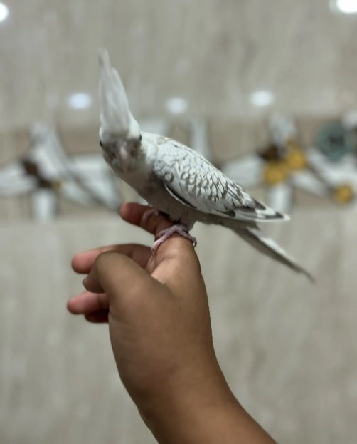 للبيع كروان هولندي أليف حيل فراشه