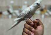 للبيع كروان هولندي أليف حيل فراشه