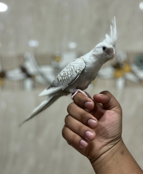 للبيع كروان هولندي أليف حيل فراشه