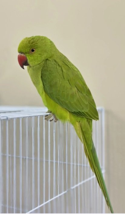 ببغاء الدرة (ذكر)