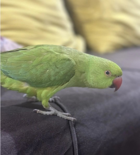 ببغاء الدرة (ذكر)