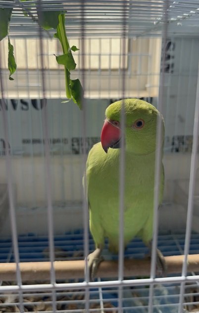 ببغاء الدرة (ذكر)