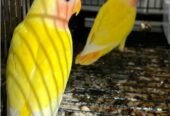Love birds روز
