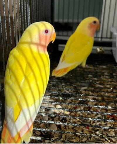 Love birds روز