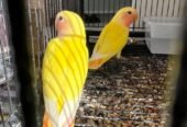 Love birds روز