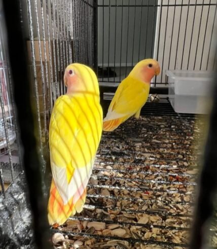 Love birds روز