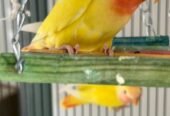 Love birds روز