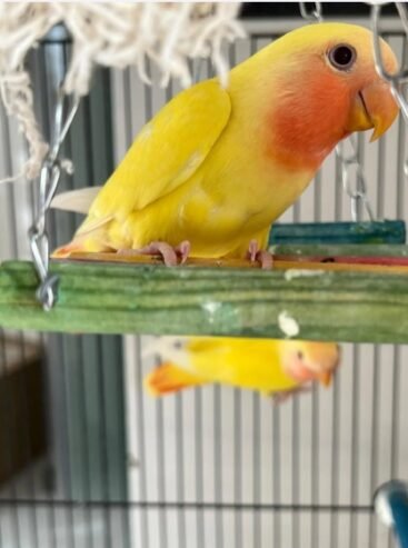 Love birds روز
