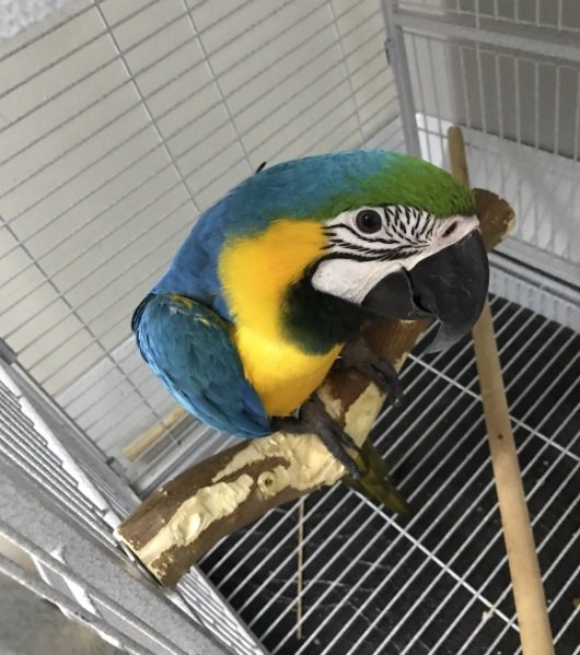 بغبغاء مكاو بلو اندقولد هدد داخلي ومتكلم