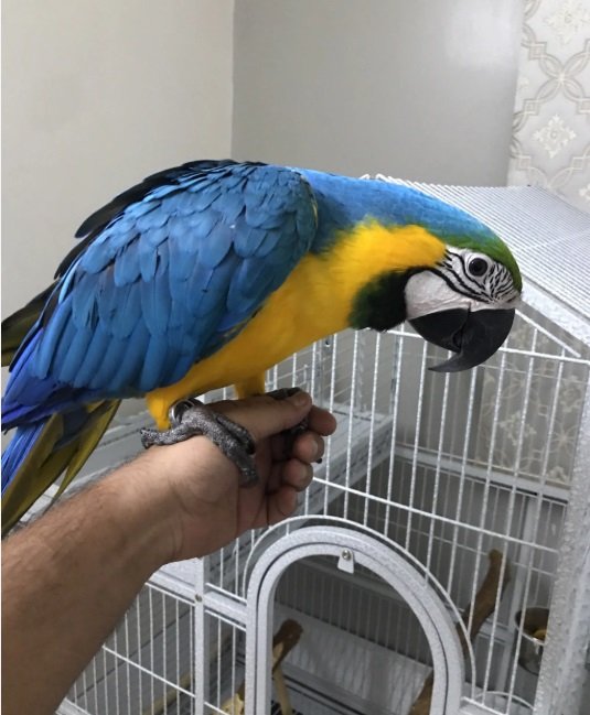 بغبغاء مكاو بلو اندقولد هدد داخلي ومتكلم