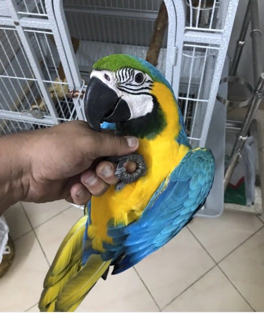 بغبغاء مكاو بلو اندقولد هدد داخلي ومتكلم