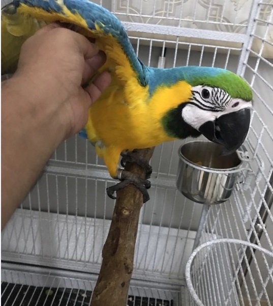 بغبغاء مكاو بلو اندقولد هدد داخلي ومتكلم