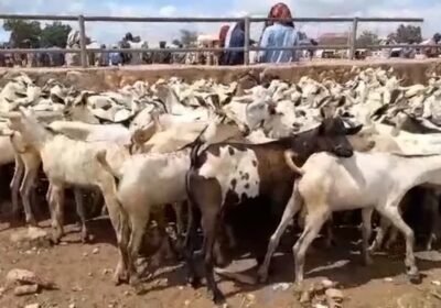 34d164d4a103eaaa38383a7a4ea8b6376c2aa7f31a9e9b3fa49042089b0394d7