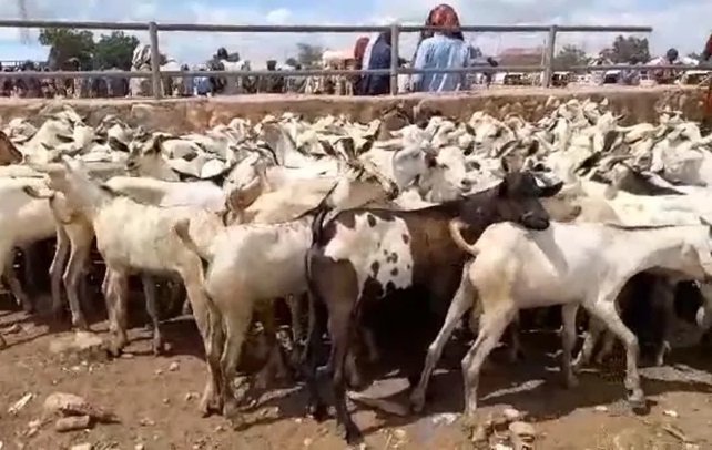 غنم بربري لحملات الحج