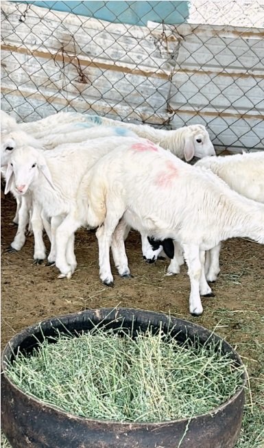 بهم حري نظيف للبيع