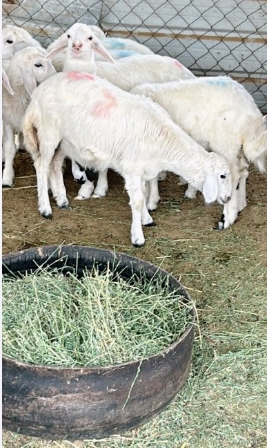 بهم حري نظيف للبيع