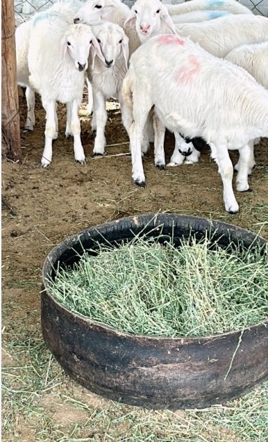 بهم حري نظيف للبيع