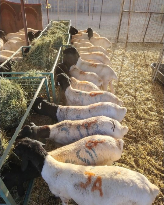 برابر بربري للبيع