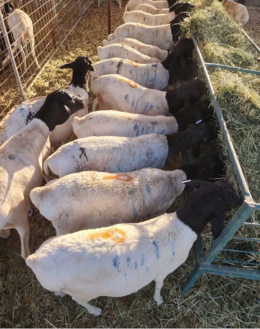 برابر بربري للبيع