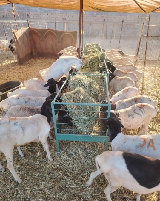 برابر بربري للبيع