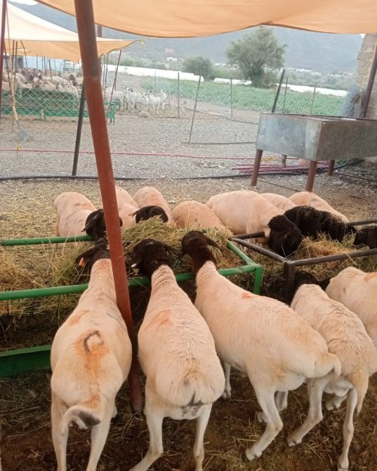 برابر بربري للبيع