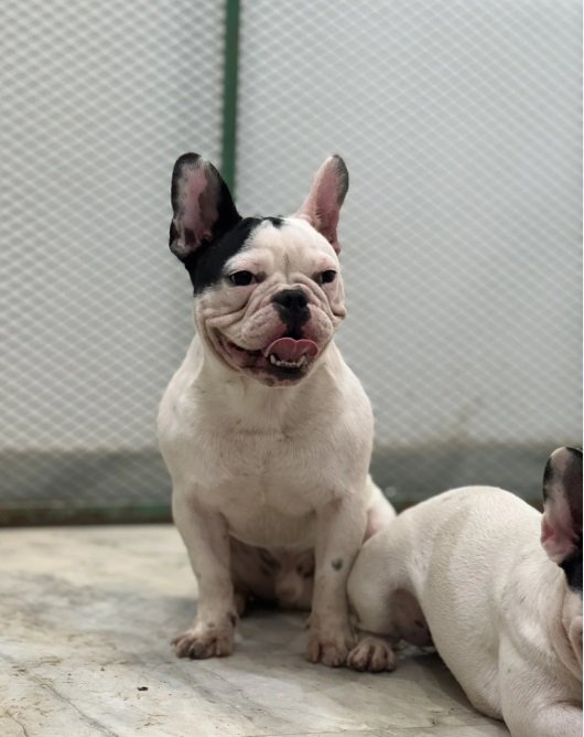 فرنش بول دوج