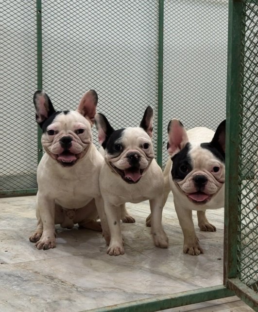 فرنش بول دوج