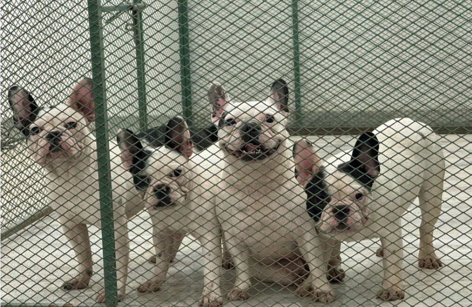 فرنش بول دوج