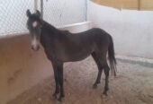 خيل عربي للبيع
