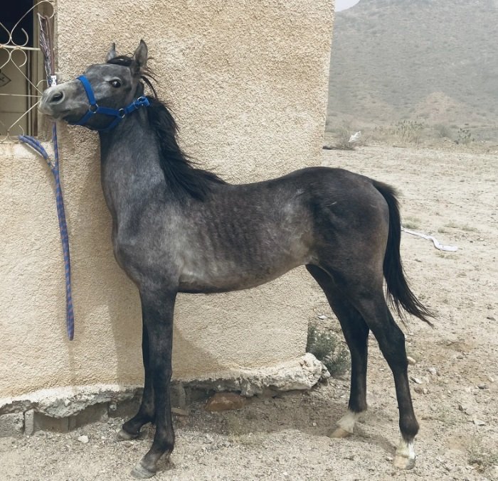 حصان للبيع رقم التوصل أفضل يكون وتساب الصامل بسعدك