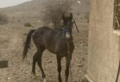 حصان للبيع رقم التوصل أفضل يكون وتساب الصامل بسعدك
