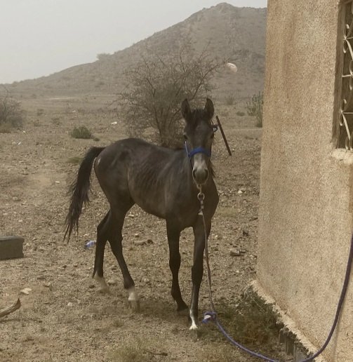 حصان للبيع رقم التوصل أفضل يكون وتساب الصامل بسعدك