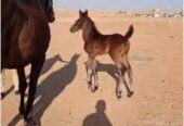 فرس انجليزي مع مهر عمره شهر وحصان معسوفه كلها