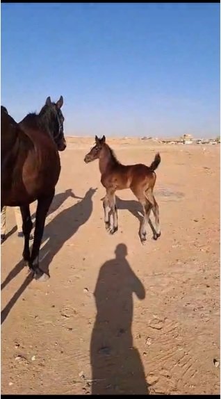 فرس انجليزي مع مهر عمره شهر وحصان معسوفه كلها