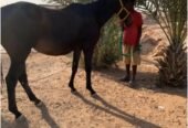 فرس انجليزي مع مهر عمره شهر وحصان معسوفه كلها