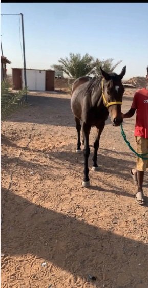 فرس انجليزي مع مهر عمره شهر وحصان معسوفه كلها