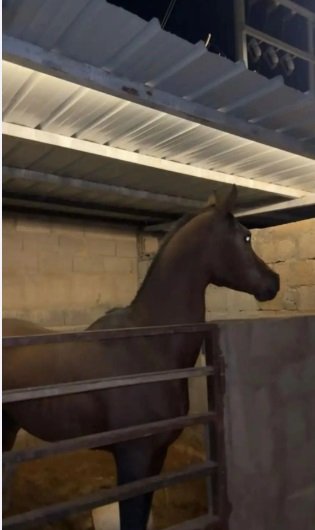 فرس انجليزي مع مهر عمره شهر وحصان معسوفه كلها