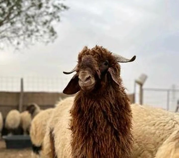 يوجد ذبائح وأضاحي عند ابو فيصل