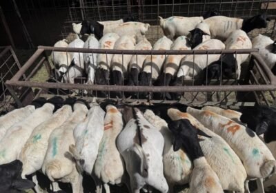 50c88ec81d42299e471cc191c828bd3693a6f610bcafc60124008a7f221408161