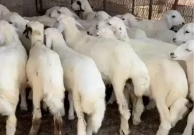 50c88ec81d42299e471cc191c828bd3693a6f610bcafc60124008a7f22140816123491